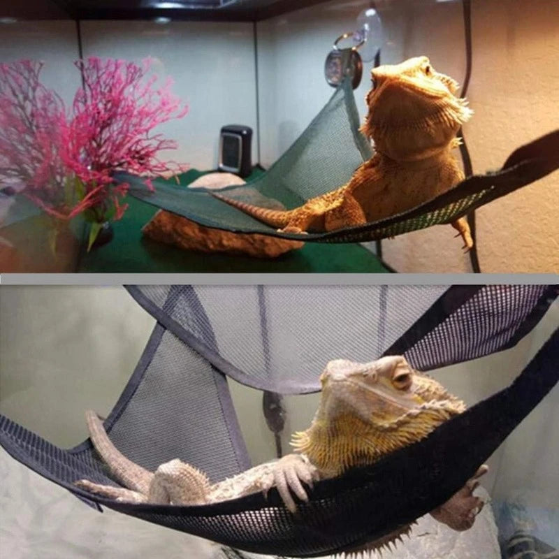 Ladder Bearded Dragons Anole Geckos Lizards or Snakes
