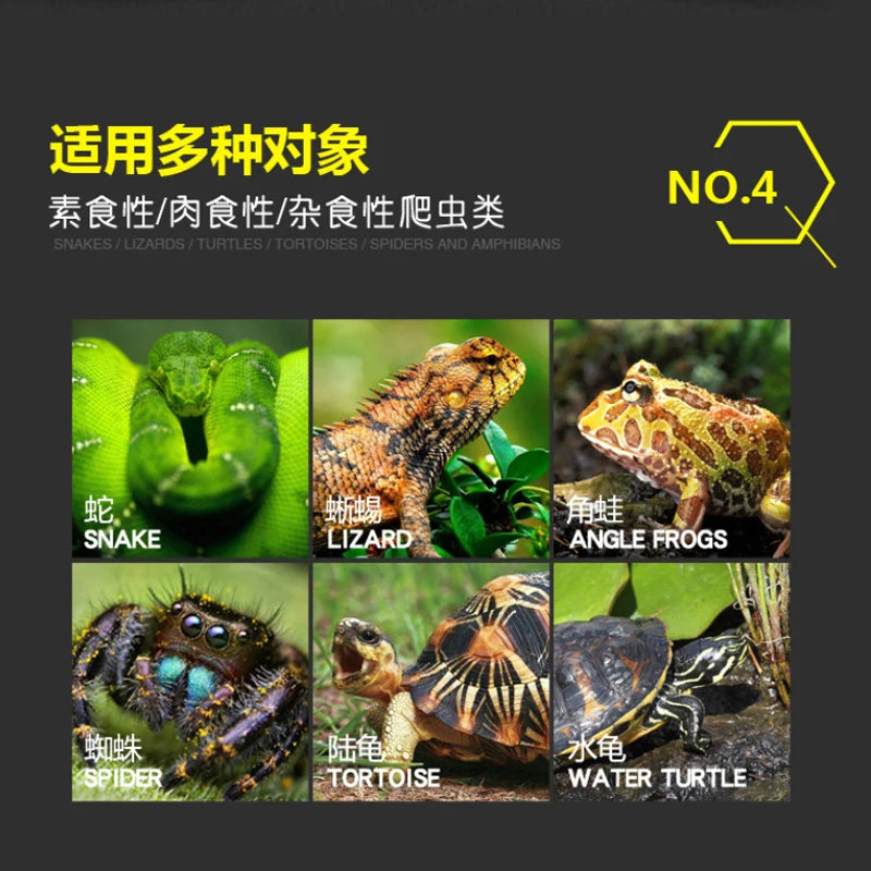 Reptile Chameleon Dragon's Mane Lion Tortoise Gecko