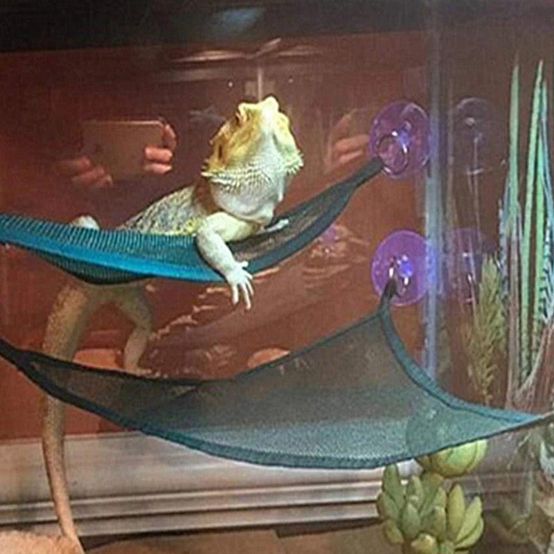 Ladder Bearded Dragons Anole Geckos Lizards or Snakes
