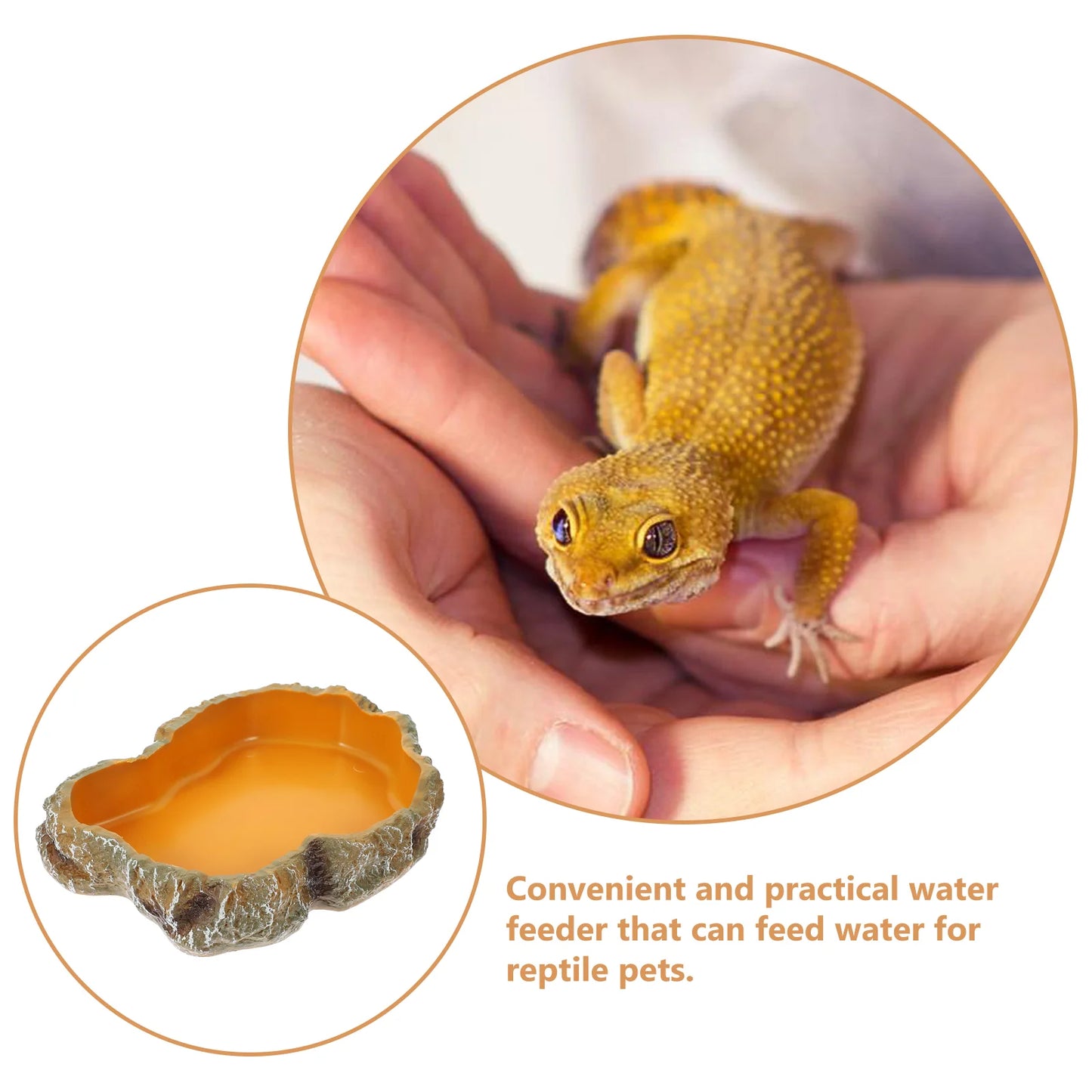 Tortoise Snake Bearded Dragon Lizard Gecko