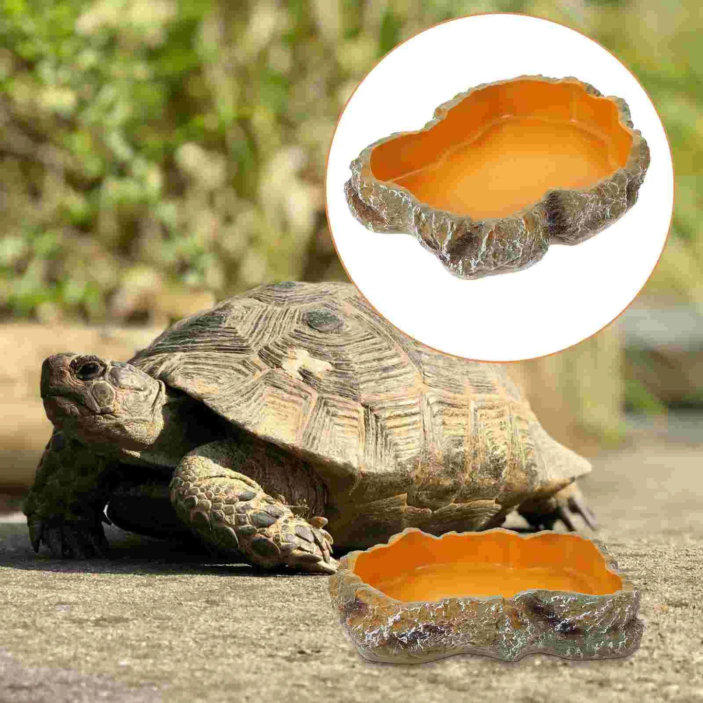 Tortoise Snake Bearded Dragon Lizard Gecko