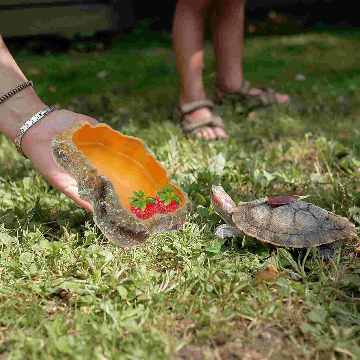 Tortoise Snake Bearded Dragon Lizard Gecko