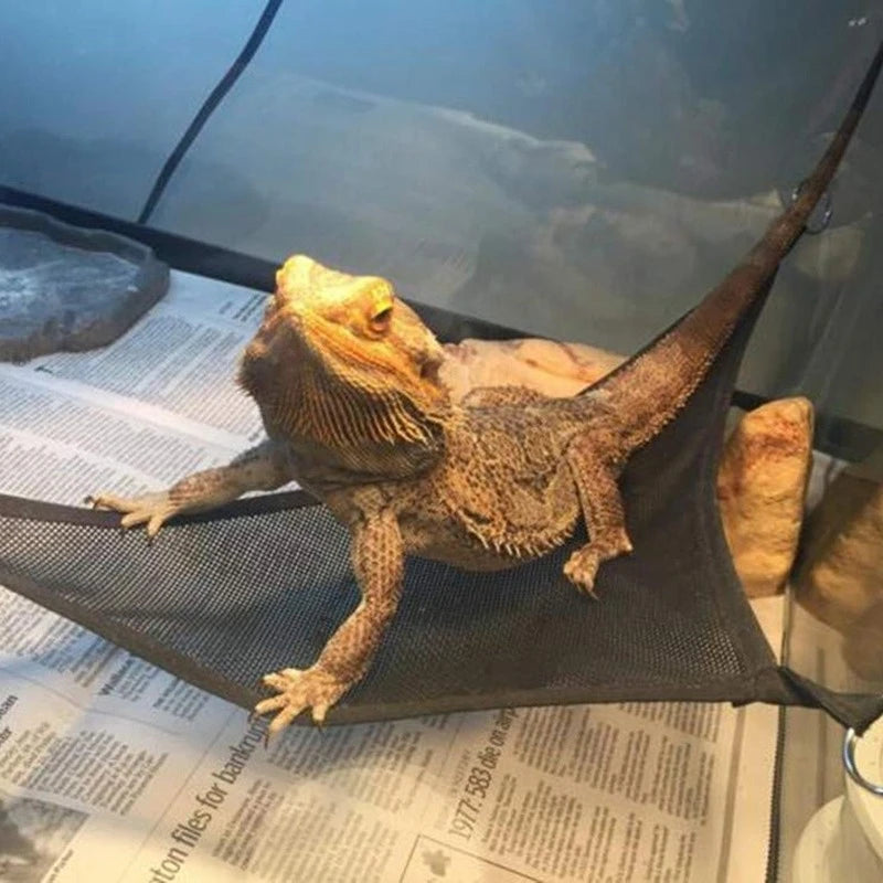 Ladder Bearded Dragons Anole Geckos Lizards or Snakes