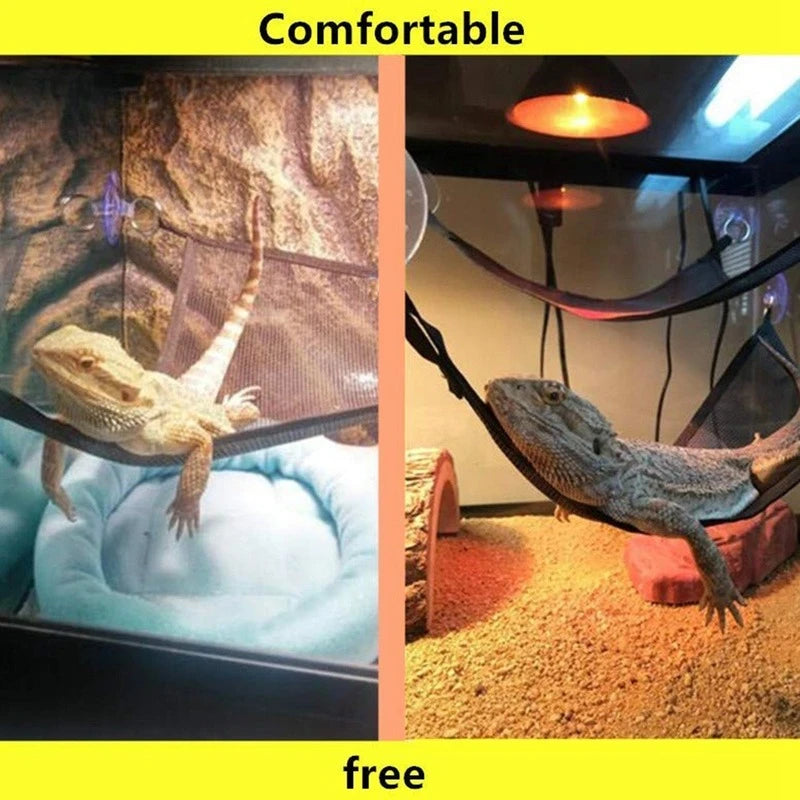 Ladder Bearded Dragons Anole Geckos Lizards or Snakes