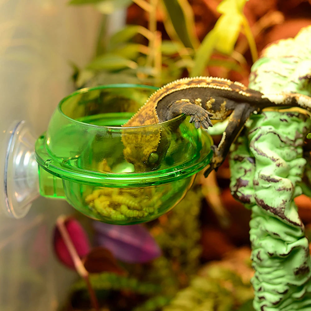 Gecko Feeder Chameleon Bowl