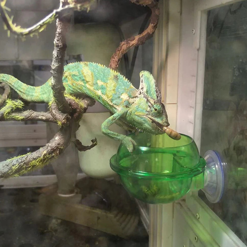 Gecko Feeder Chameleon Bowl